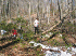 Clearing fallen wood