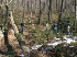 Clearing fallen wood
