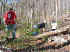 Clearing fallen wood