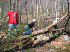 Clearing fallen wood