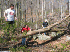 Clearing fallen wood