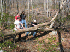 Clearing fallen wood