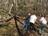 Clearing fallen wood
