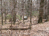 Trail