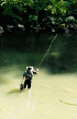Angler