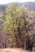 Gauley Ridge