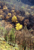 Gauley Ridge