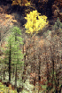Gauley Ridge