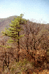 Gauley Ridge