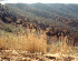 Gauley Ridge