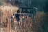 Hugh's Jeep in the Grass