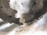 Bent Shoe (Left) and normal shoe (Right)