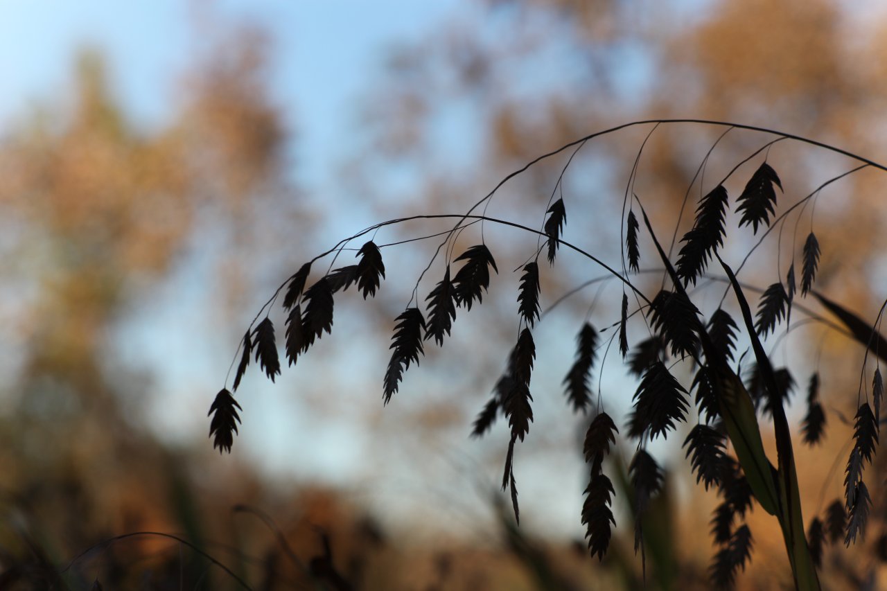 Ornamental Grass Seed (SMCMT 1:4.0/100mm)