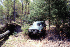 Down tree on Gauley Ridge Rd