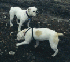 Gary's Dogs