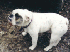 Gary's Dog