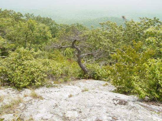 Scrub in the Barbour Wilderness on Potts Moutain