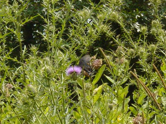 Butterfly and Thistle