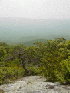 Scrub in the Barbour Wilderness on Potts Moutain