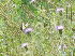 Butterfly and Thistle