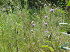 Butterfly and Thistle