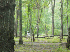 The Pines with the kids
