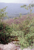 View from State and County Lines